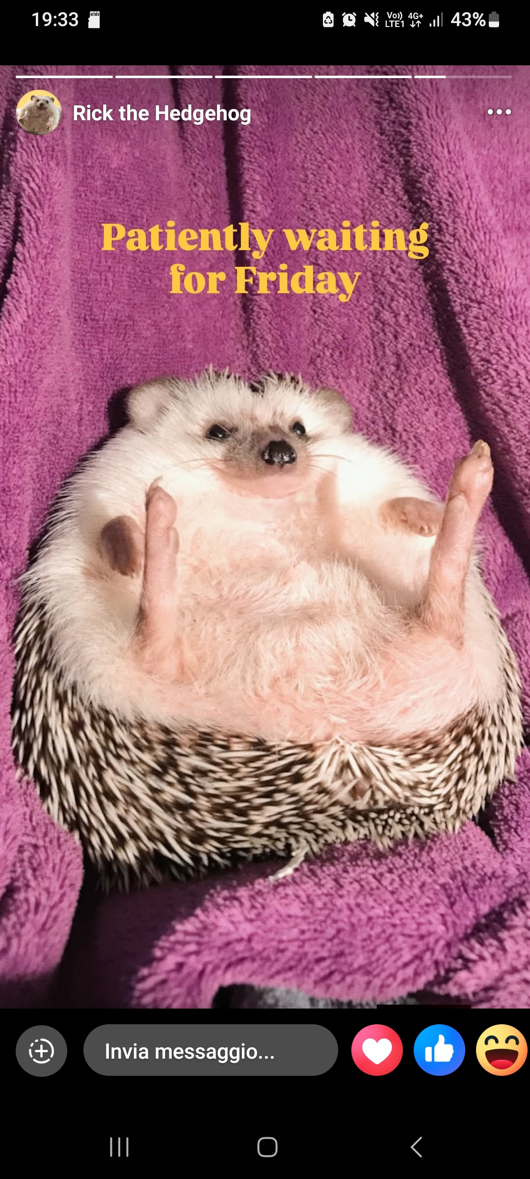 Capybara997